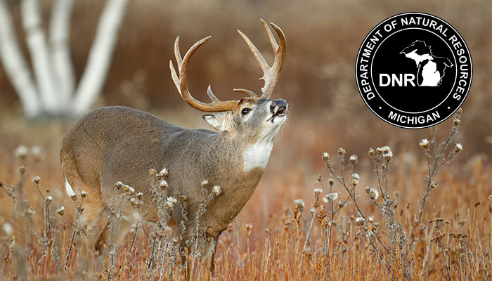 How To Quarter A Deer Sportsman s Guide