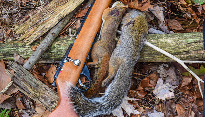 Wilderness Survival: Make A Big Meal From Small Game