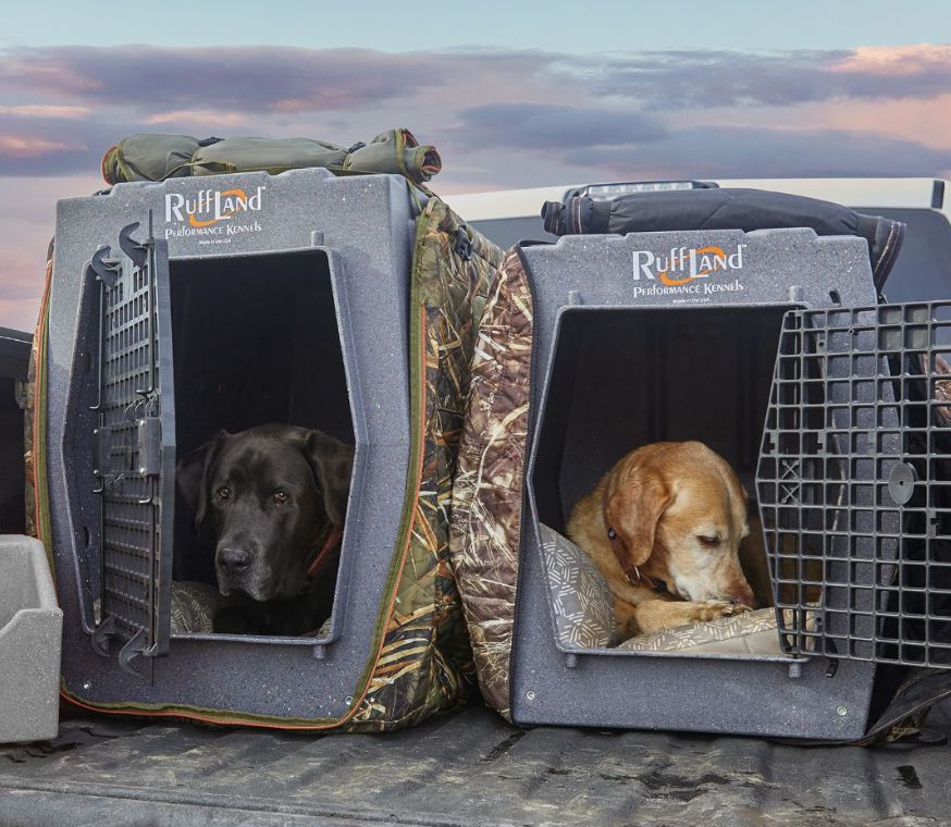 Dog Gear