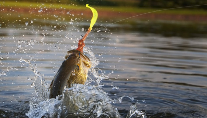 Taking the Drop Shot into the Weeds for Largemouths