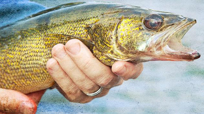 how to tie the best stinger hook for walleye fishing 