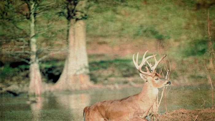 How To Age Whitetail Bucks In The Field