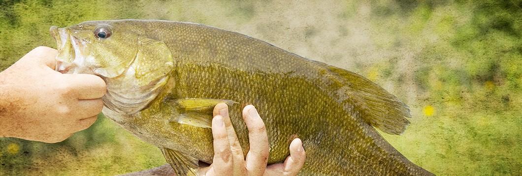 Knowing When Bass Spawn | Sportsman's Guide