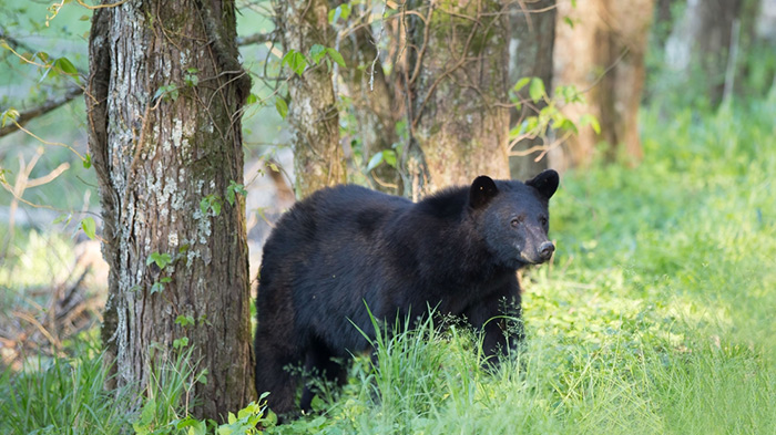 Where To See Bears In The Smokies