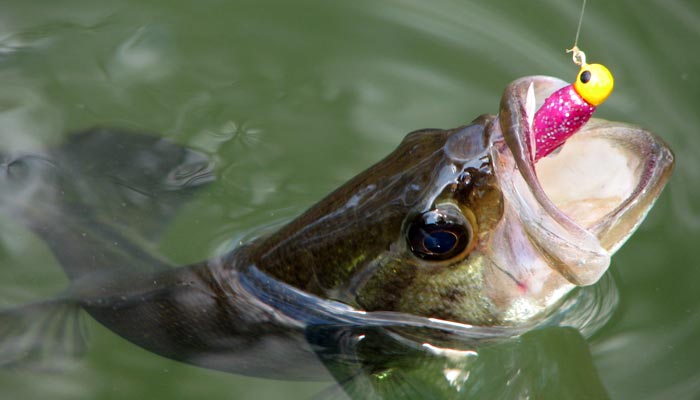 Bass Fishing: Best Times to Use Top-Water Lures