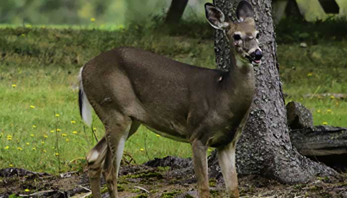 Black Warts: Is The Deer Still Edible?