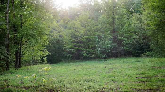 Brassicas: Favorite Late Summer-Fall Food Plot Planting