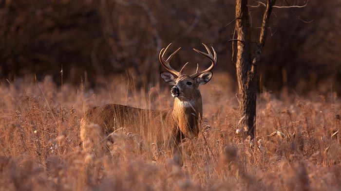 How to Call Deer from 20 Miles Away
