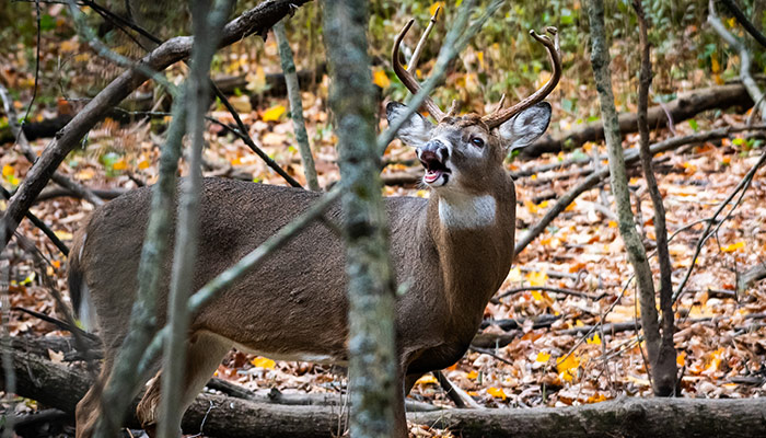 Calling All Deer