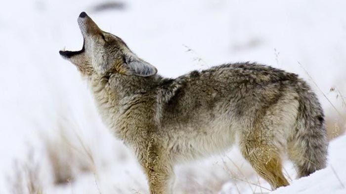 The Coyote Breeding Season | Sportsman's Guide