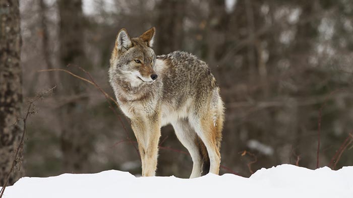 So, You Want to Call Coyotes