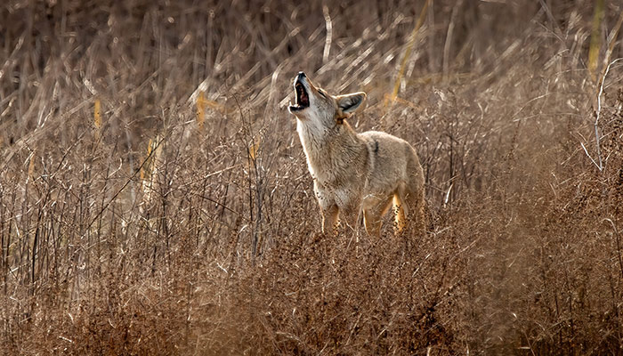 How to Call in Coyotes | Sportsman's Guide