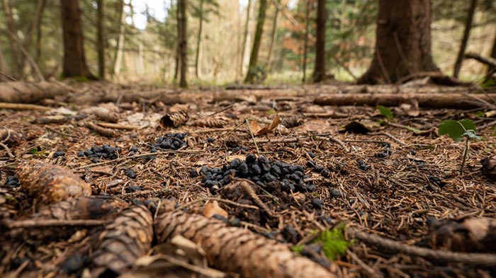 Deer Feces Can Kill