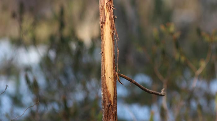 The Late Scrapes