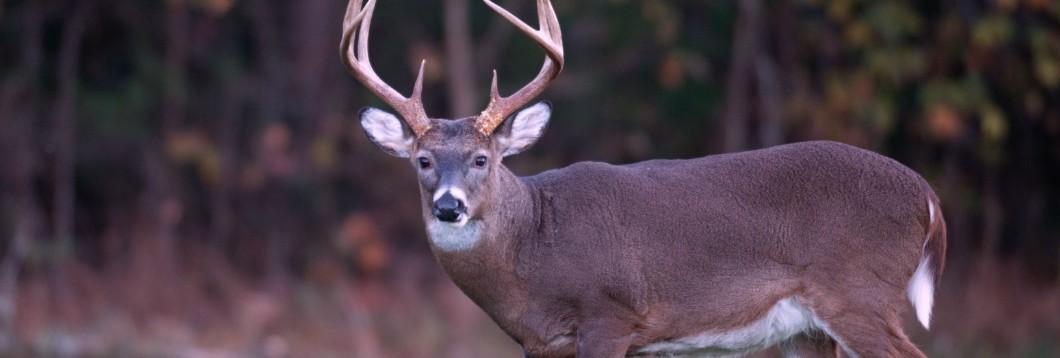 how-to-call-deer-from-20-miles-away-sportsman-s-guide