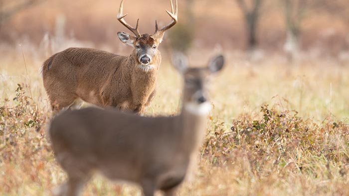 The Breeding Phase of the Rut: We Call it the Lockdown