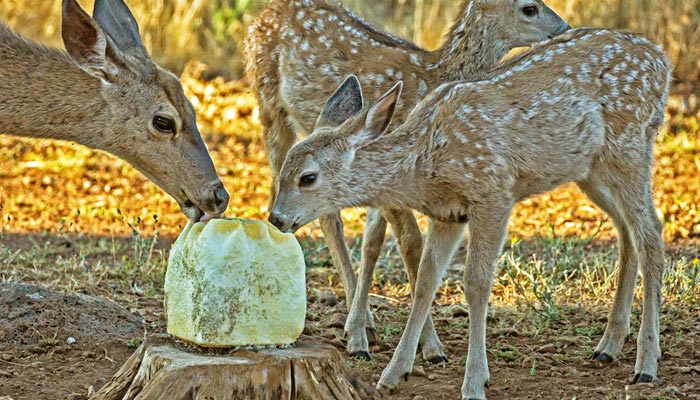 Deer and Salt Blocks