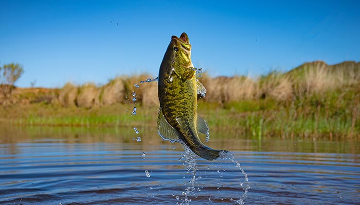 Taking the Drop Shot into the Weeds for Largemouths