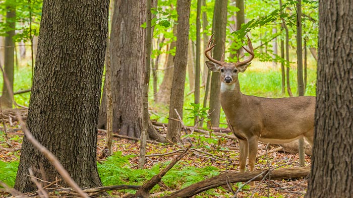Tips For Taking Early Season Whitetails
