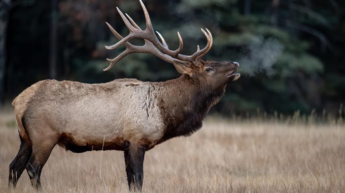 Can a 6.5 Creedmoor Slays an Elk? Unveiling the Truth