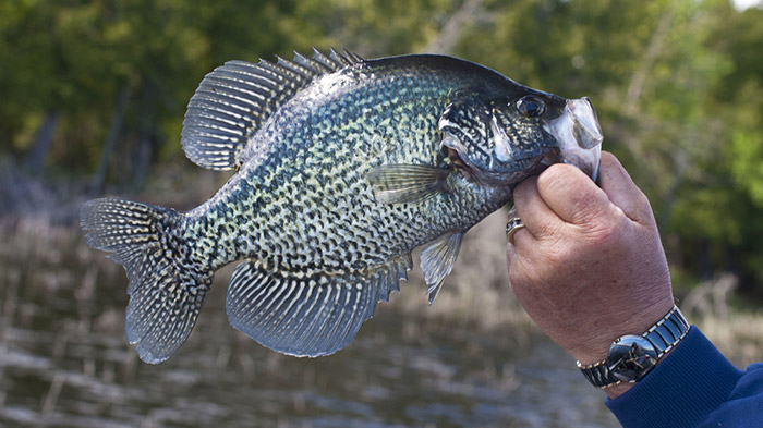 Florida: Lake Monroe Offers Excellent Crappie Action