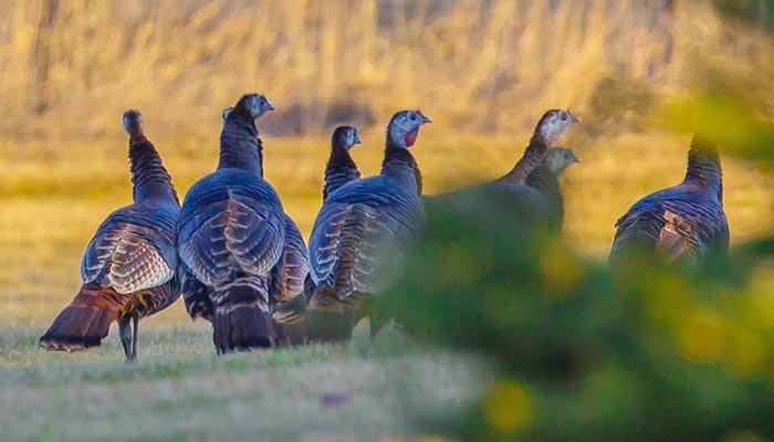 Dealing With Henned-Up Gobblers