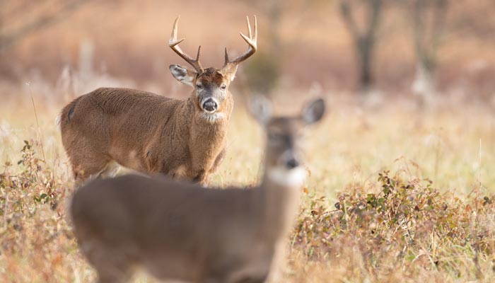 How Long will a Buck Tend a Doe? | Sportsman's Guide