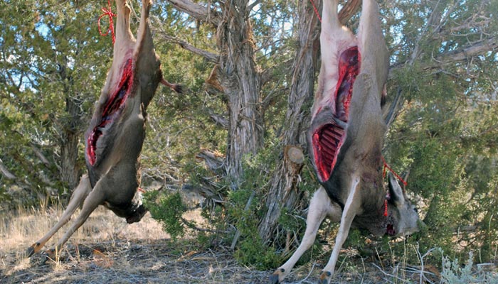 Tips For Good Venison In Warm Weather