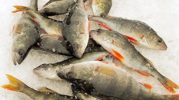 Ice Fishing: Persuasive Panfish Plastics