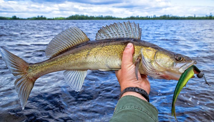 Jigging for Walleyes in Heavy Current