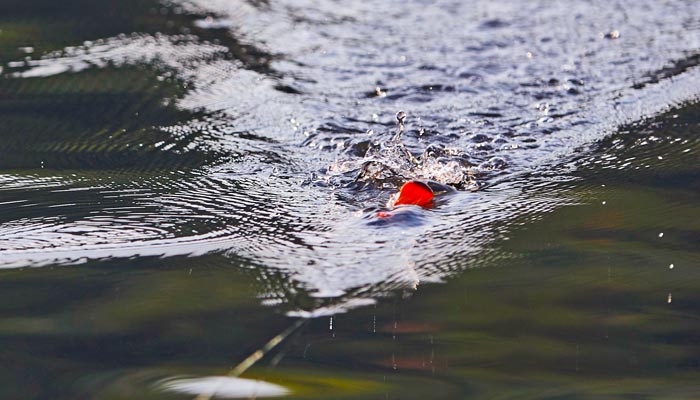 Bass Fishing: A Jitterbug Is Deadly