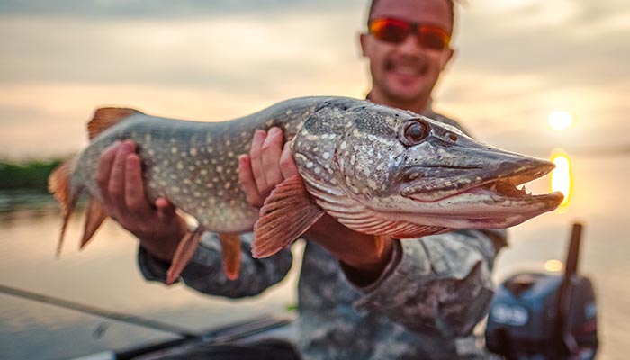 Search Deep Structure For Late-Summer Pike