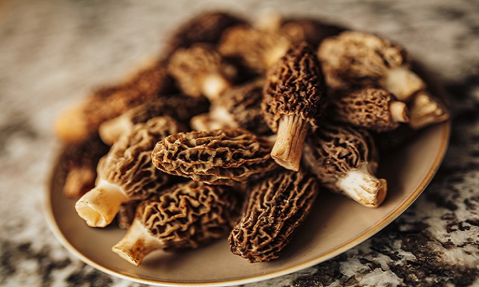 Tips & Tricks for Morel Mushroom Hunting