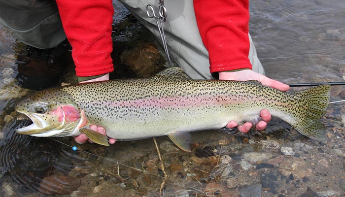 STEELHEAD ON TROUT BEADS - THE HUNT FOR EGG HUNTERS