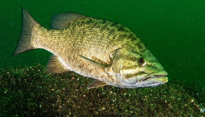 Key on Weeds, Not Rock For Post-Spawn Smallmouth