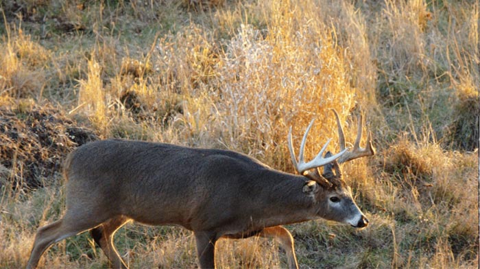 Rattling For Big Bucks