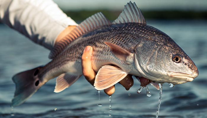 Taking On Powerful Sabine River Redfish