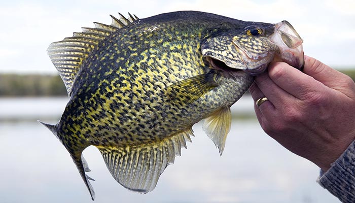Spider Rigging Helps Snare More Crappies