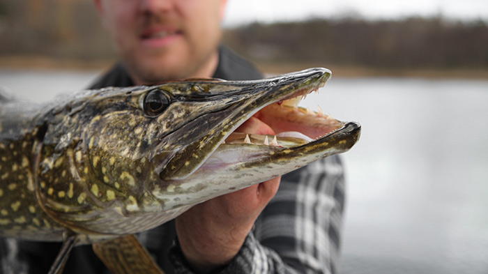 Tips on How to Work Three Top Water Lures For Pike