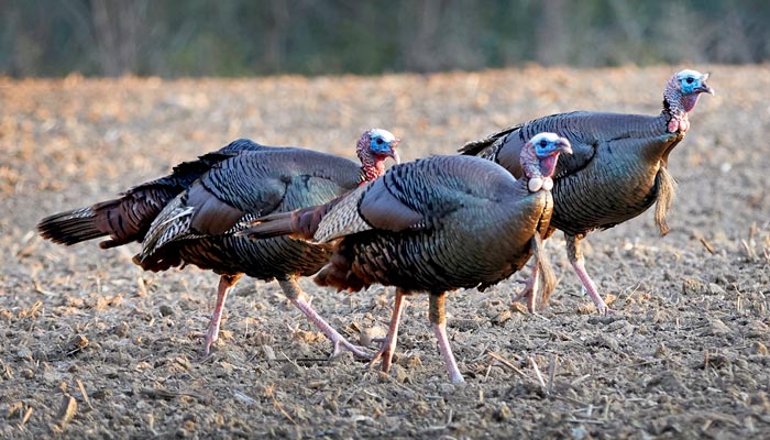 How big is a turkey's brain size? The answer might surprise you.