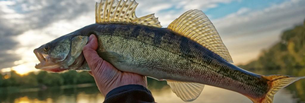 Top 5 Walleye Fishing Favorites