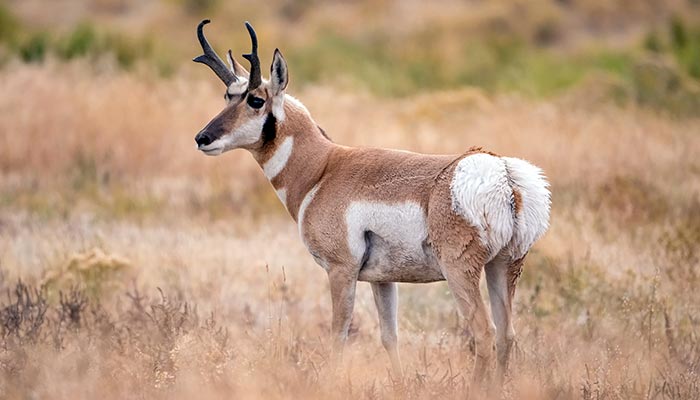 Twenty Pronghorn Pointers