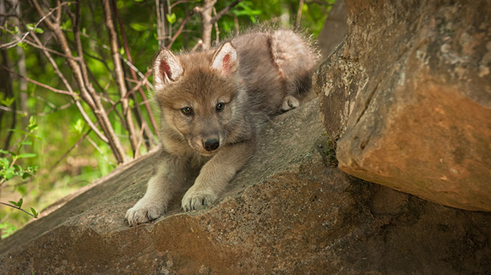 Wild Critters Agree: Spring Has Officially Arrived