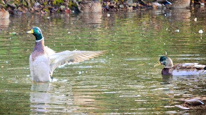 Lessons From a World Champion Duck Caller